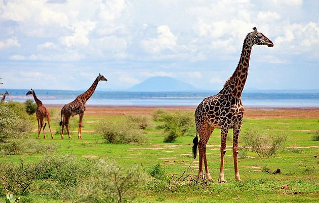 Lake Manyara Flamingos