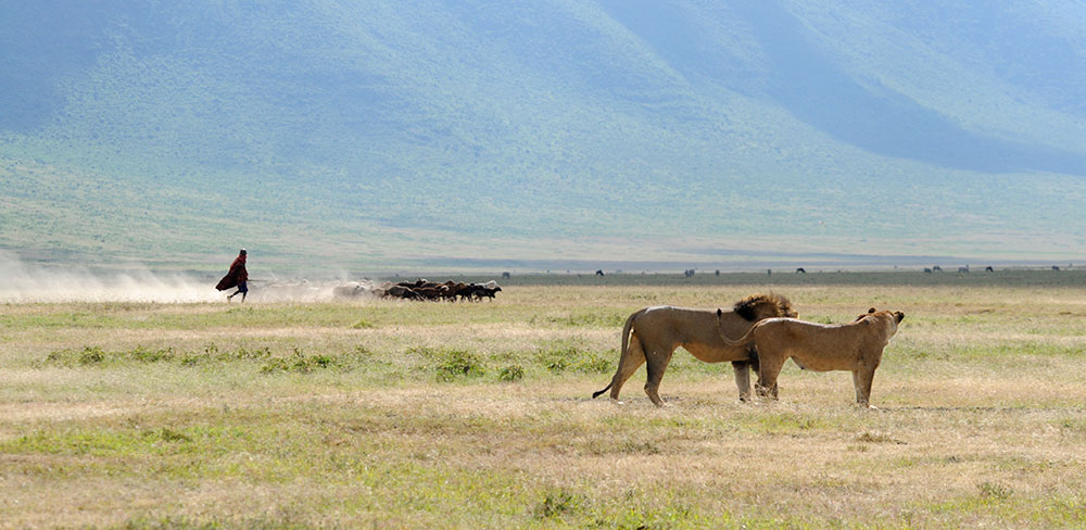 Ngorongoro Crater Wildlife