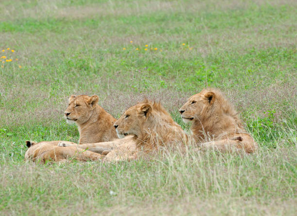 Ngorongoro Crater View