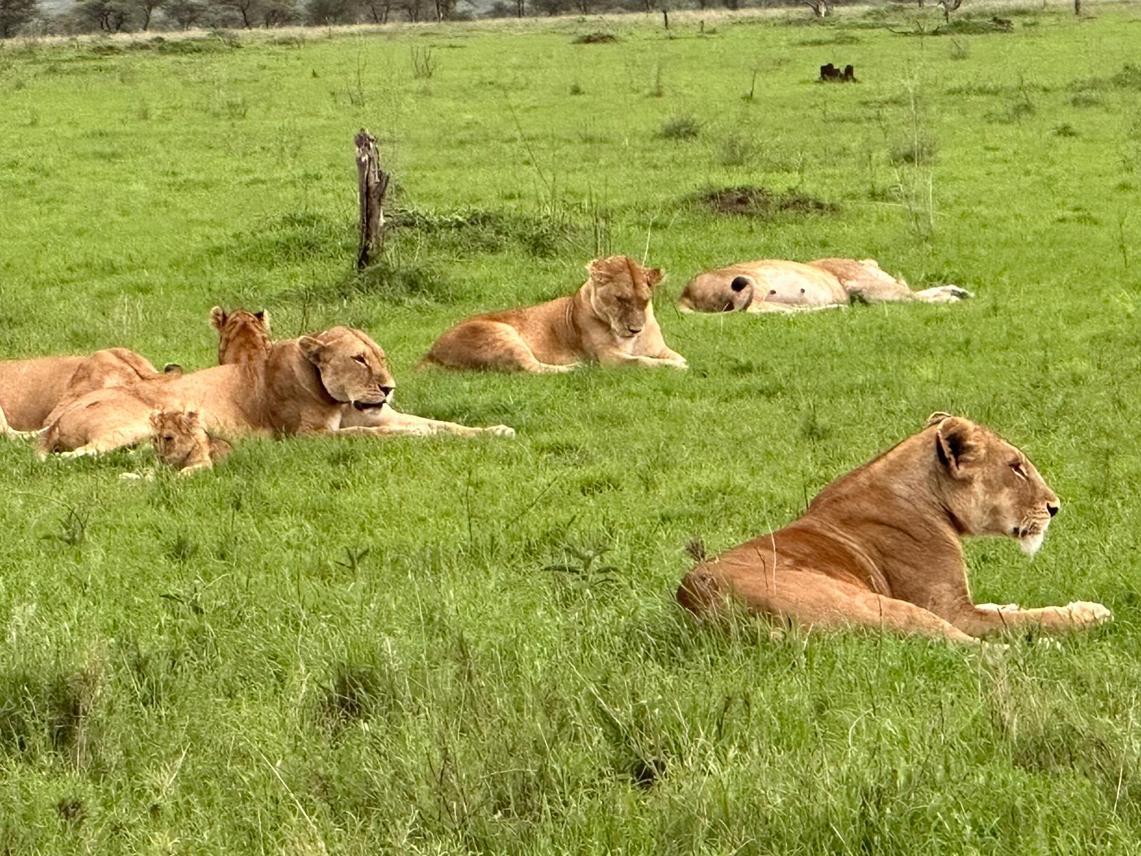 Serengeti National Park