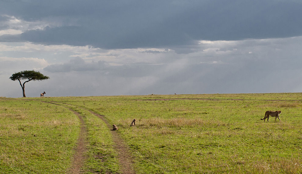 Arrival in Serengeti