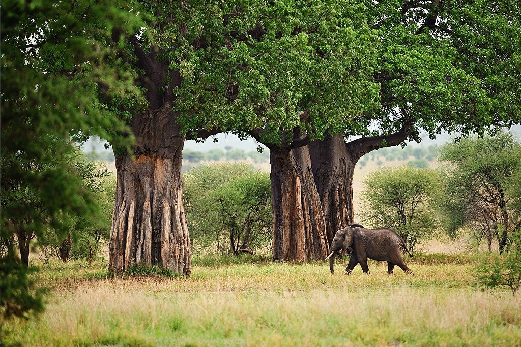 Tarangire National Park
